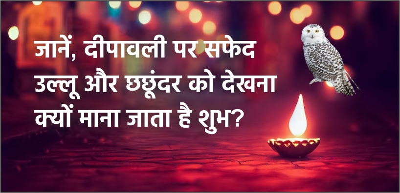 जानें, दीपावली पर सफेद उल्लू और छछूंदर को देखना क्यों माना जाता है शुभ?